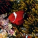 anemonefish_spinecheek_mid_h_0705_png1313.jpg